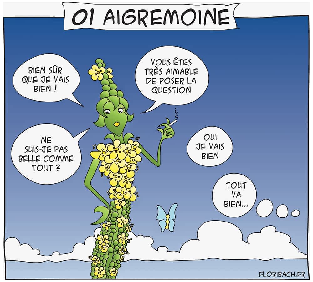 dessin BD fleur de bach floribach agrimony