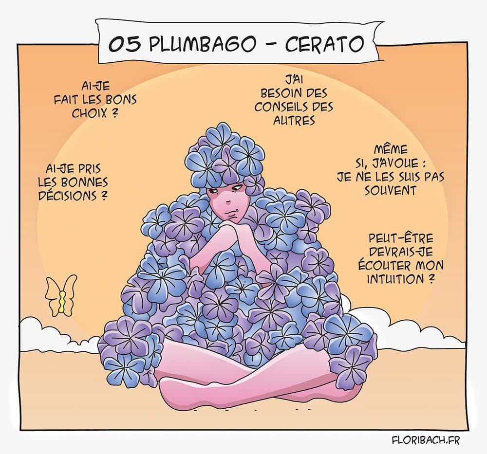 bd dessin fleur bach floribach cerato plumbago