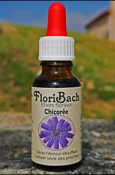 fleur de bach floribach 08 chicoree chicory