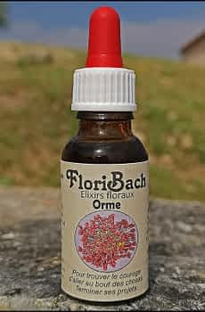 fleur de bach floribach 11 orme elm