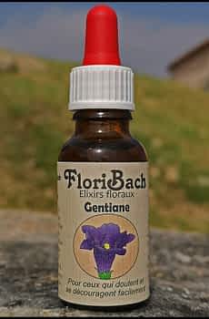 fleur de bach floribach 12 gentian