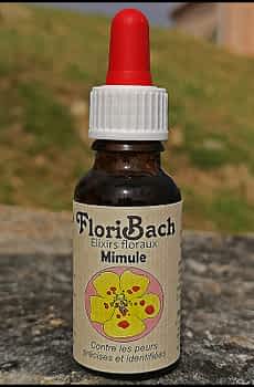 fleur de bach floribach 20 mimulus