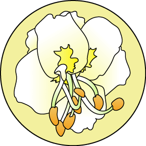 fleur de Bach floribach white chestnut