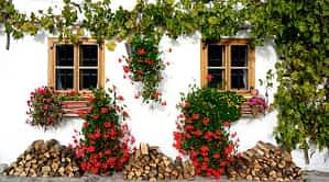 fleur de bach floribach 09 clematite clematis