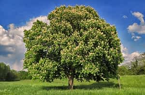 fleur de bach floribach 35 marronnier blanc white chestnut