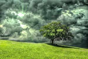 fleur de bach floribach 22 chene oak