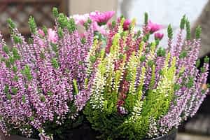 fleur de bach floribach 14 bruyere heather