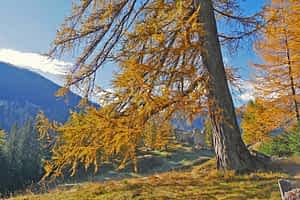 fleur de bach floribach 19 larch meleze
