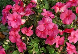 fleur de bach floribach 18 impatiens impatience