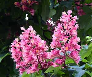 fleur de bach floribach 25 marronnier rouge