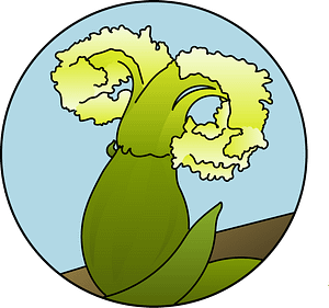 dessin fleur de bach floribach noyer walnut