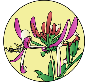 dessin fleur de bach floribach chevrefeuille honeysuckle