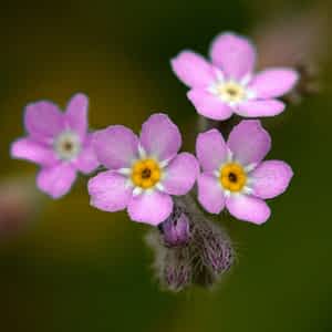 fleur de bach 04 centaurée centaury floribach