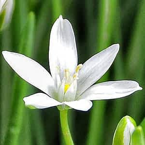 fleur de bach floribach 29 star of bethleem