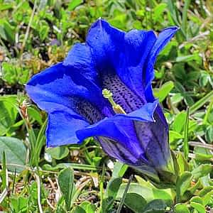 fleur de bach floribach 10 gentian