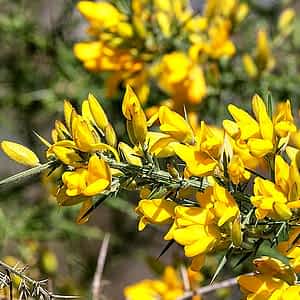 fleur de bach floribach 13 ajonc gorse