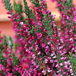 fleur de bach floribach 14 bruyere heather