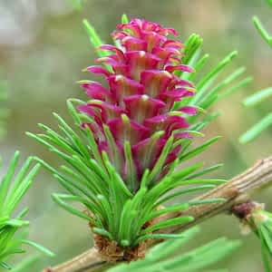 fleur de bach floribach 19 larch meleze