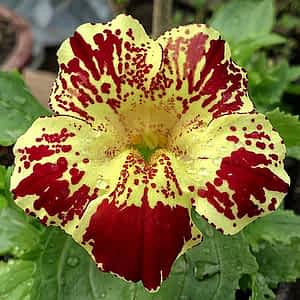 fleur de bach floribach 20 mimule mimulus