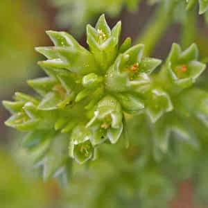 fleur de bach floribach 28 scleranthus