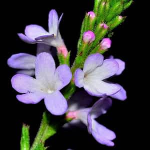 fleur de bach floribach 31 verveine vervain