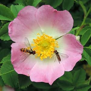 fleur de bach floribach 37 eglantier wild rose