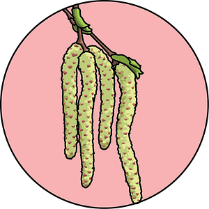 dessin fleur de bach floribach tremble aspen