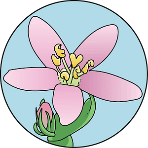 dessin fleur de bach floribach centaury