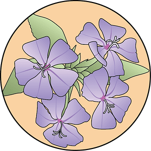 dessin fleur de bach floribach plumbago cerato