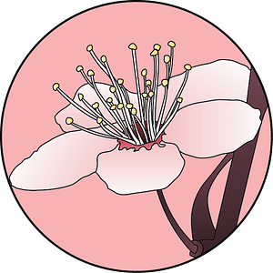 dessin fleur de bach floribach prunier cherry plum