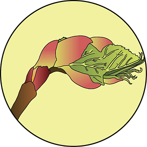 dessin fleur de bach floribach bourgeon marronnier chestnut bud