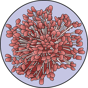 dessin fleur de bach floribach orme elm