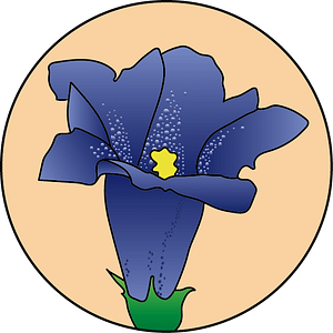 dessin fleur de bach floribach gentian