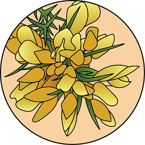 dessin fleur de bach floribach gorse ajonc