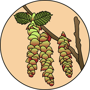 dessin fleur de bach floribach charme hornbeam