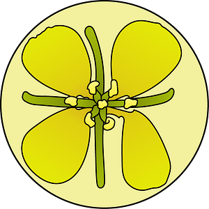 dessin fleur de bach floribach mustard moutarde