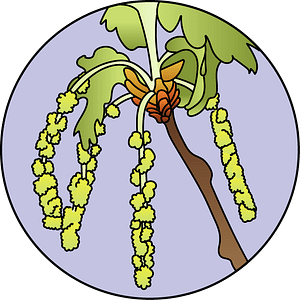 dessin fleur de bach floribach chene oak