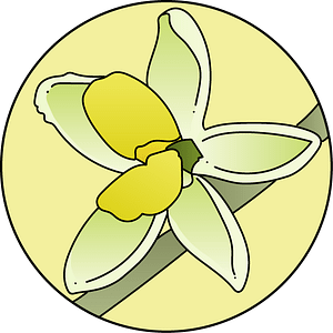 dessin fleur de bach floribach olive olivier