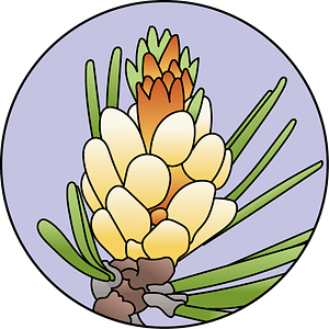 dessin fleur de bach floribach pine pin sylvestre