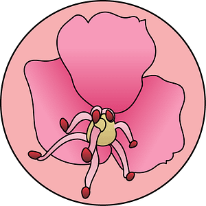 dessin fleur de bach floribach red chestnut marronnier rouge