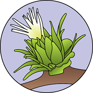 dessin fleur de bach floribach chataignier sweet chestnut