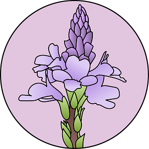 dessin fleur de bach floribach fleur verveine