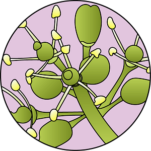 dessin fleur de bach floribach vigne vine