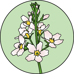 dessin fleur de bach floribach water violet