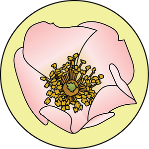 dessin fleur de bach floribach wild rose