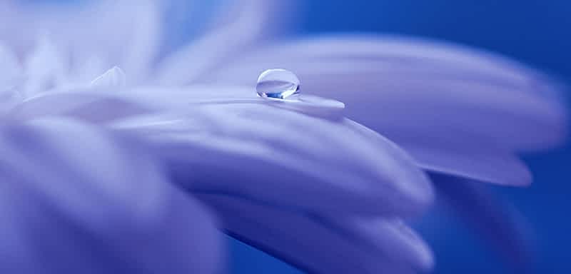 fleur de bach floribach