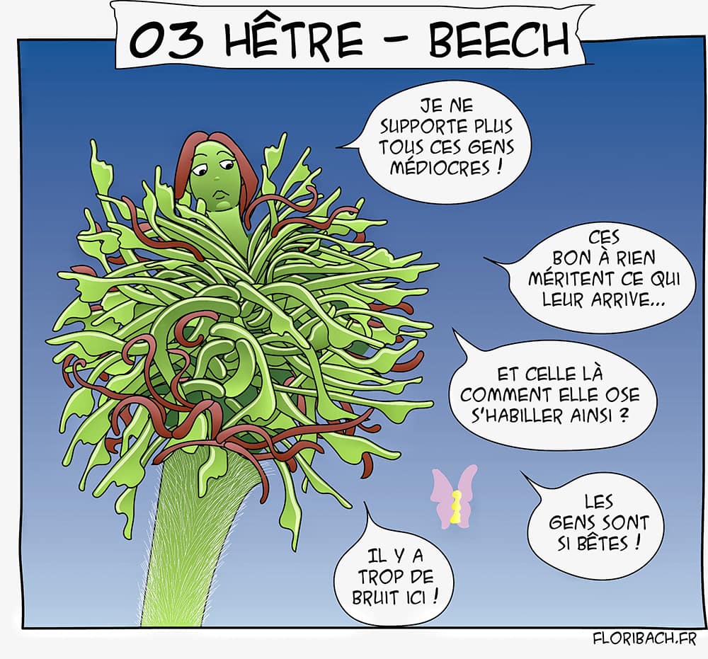bd dessin fleur Bach Hêtre Beech