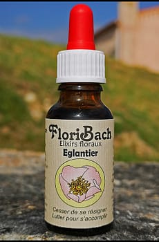 fleur de bach floribach 37 wild rose
