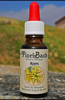 fleur de bach floribach 13 gorse ajonc