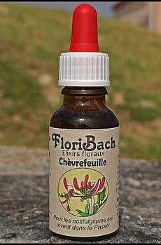 fleur de bach floribach 16 chevrefeuille honeysuckle